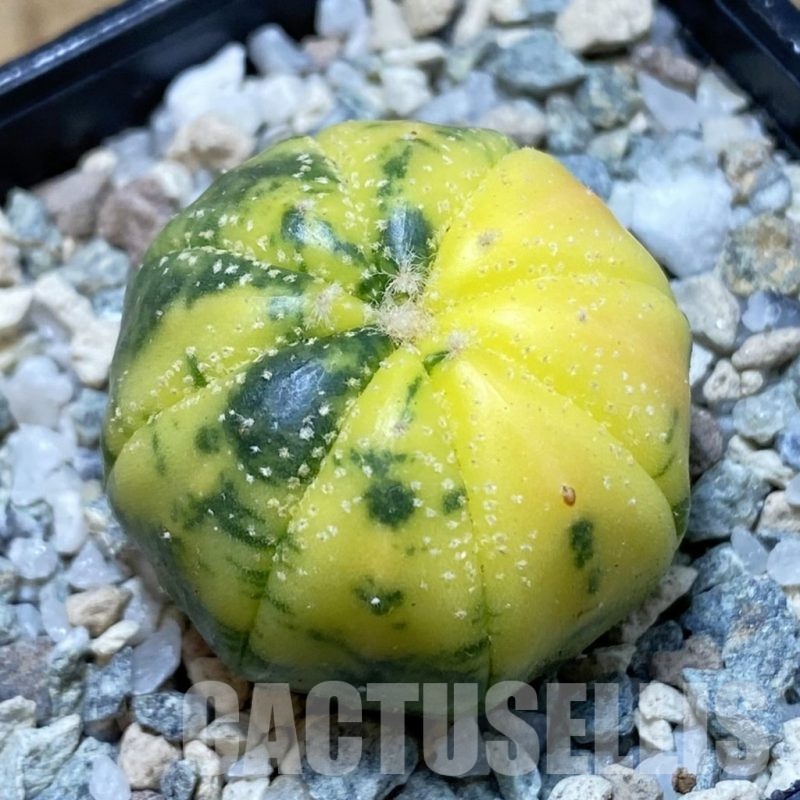 SH20494 Astrophytum asterias f. variegata