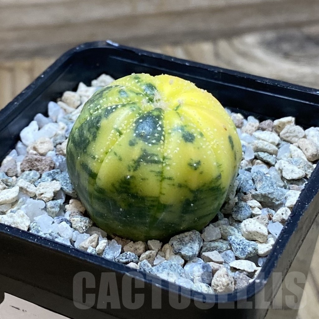 SH20494 Astrophytum asterias f. variegata - Image 2