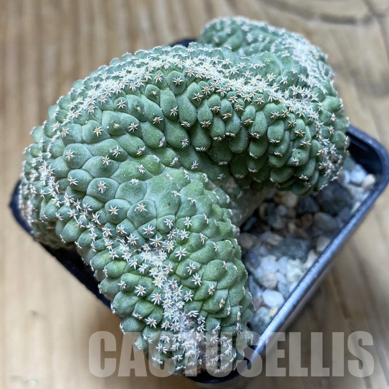 SH20495 Strombocactus disciformis f. cristata, own roots