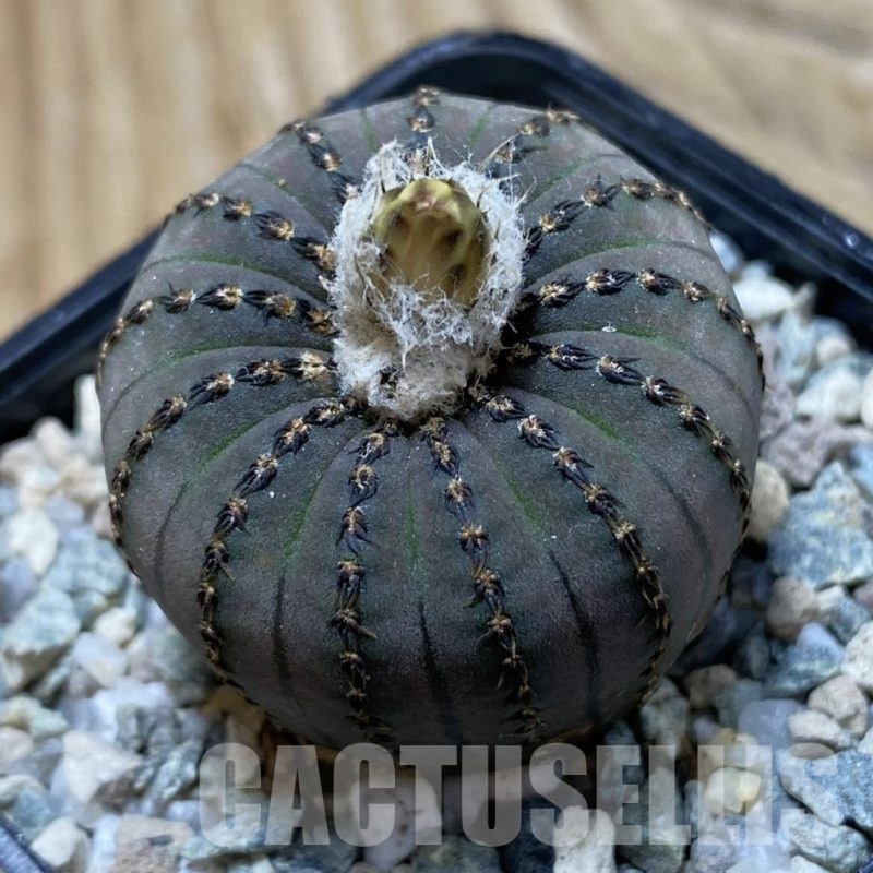 SH20497 Frailea asterioides