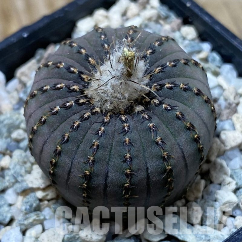 SH20498 Frailea asterioides