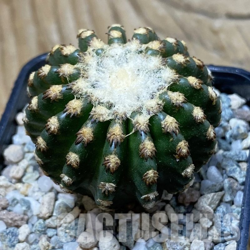 SH20499 Discocactus horstii