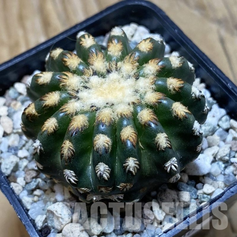 SH20500 Discocactus horstii