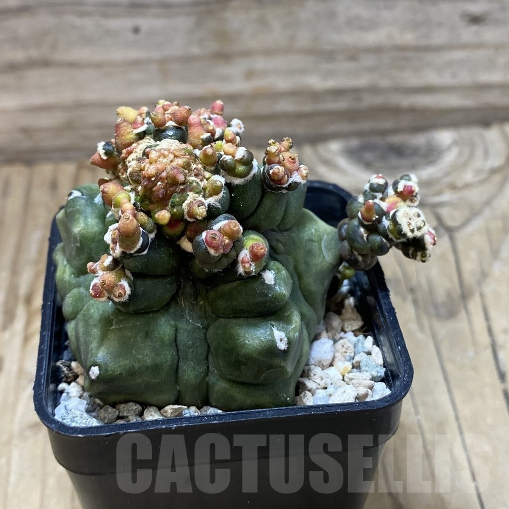 SH20503 Gymnocalycium mihanovichii ‘Transformer’ - Image 2