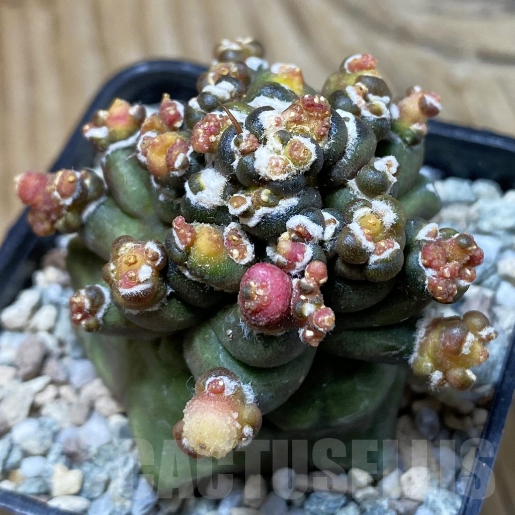 SH20504 Gymnocalycium mihanovichii ‘Transformer’