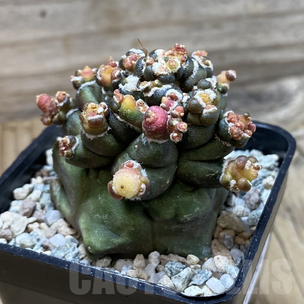 SH20504 Gymnocalycium mihanovichii ‘Transformer’ - immagine 2