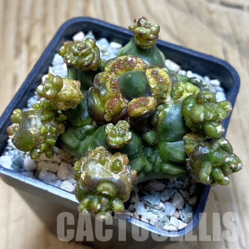 SH20505 Gymnocalycium mihanovichii ‘Mulberry’