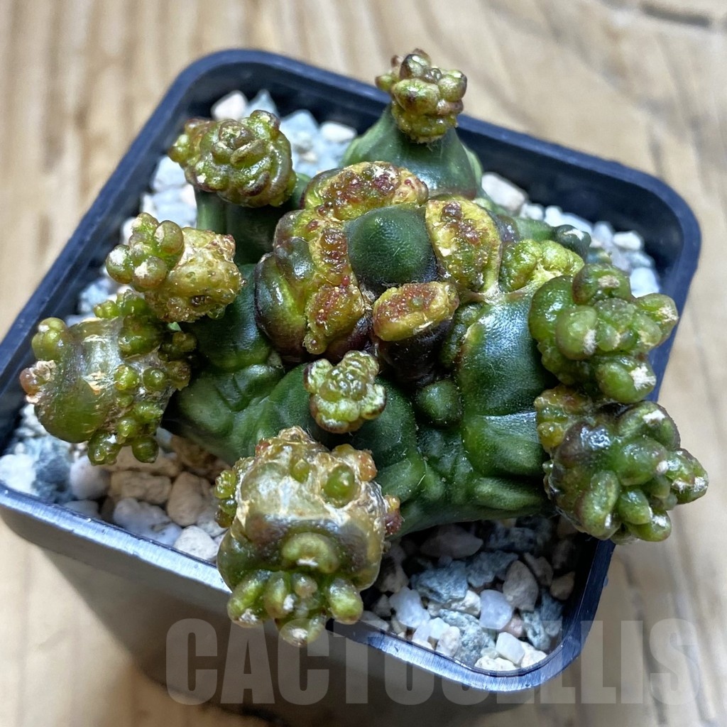 SH20505 Gymnocalycium mihanovichii ‘Mulberry’