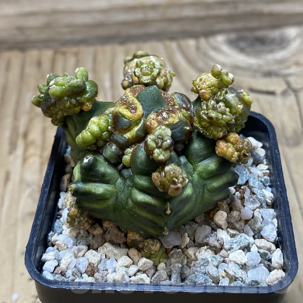 SH20505 Gymnocalycium mihanovichii ‘Mulberry’ - immagine 2