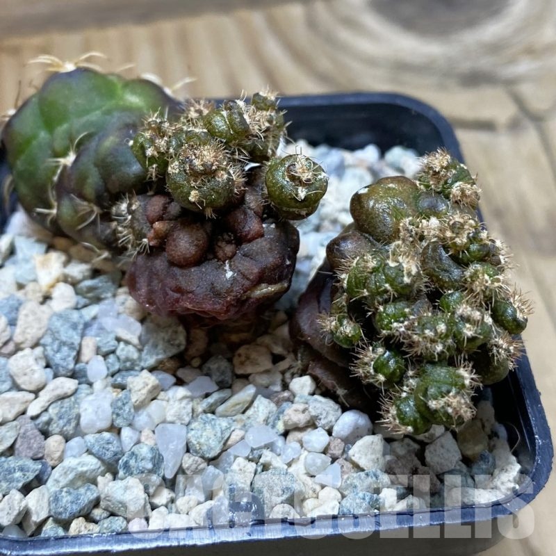 SH20506 Gymnocalycium mihanovichii ‘Cauliflower Coral’