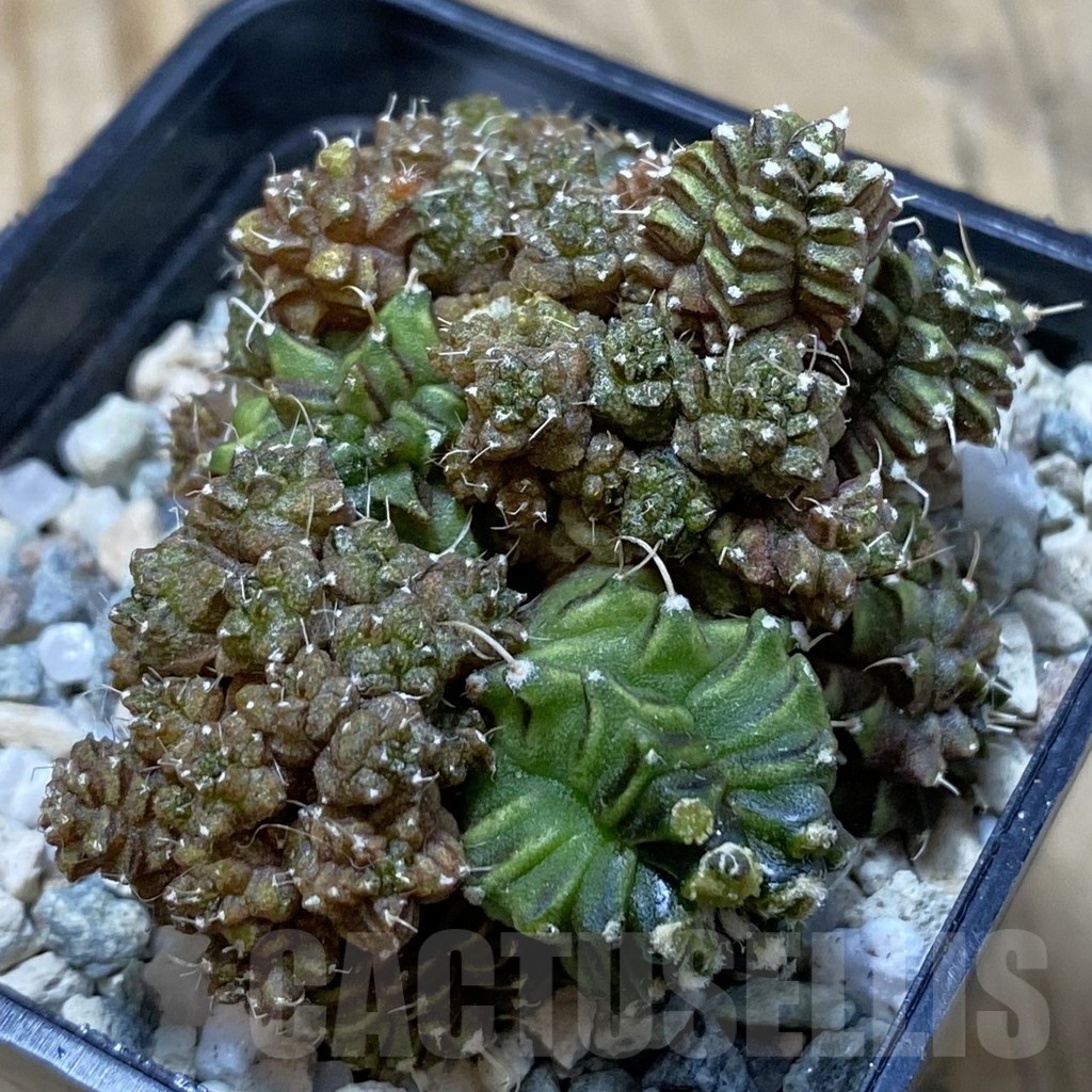 SH20507 Gymnocalycium mihanovichii ‘Green Crocodile’