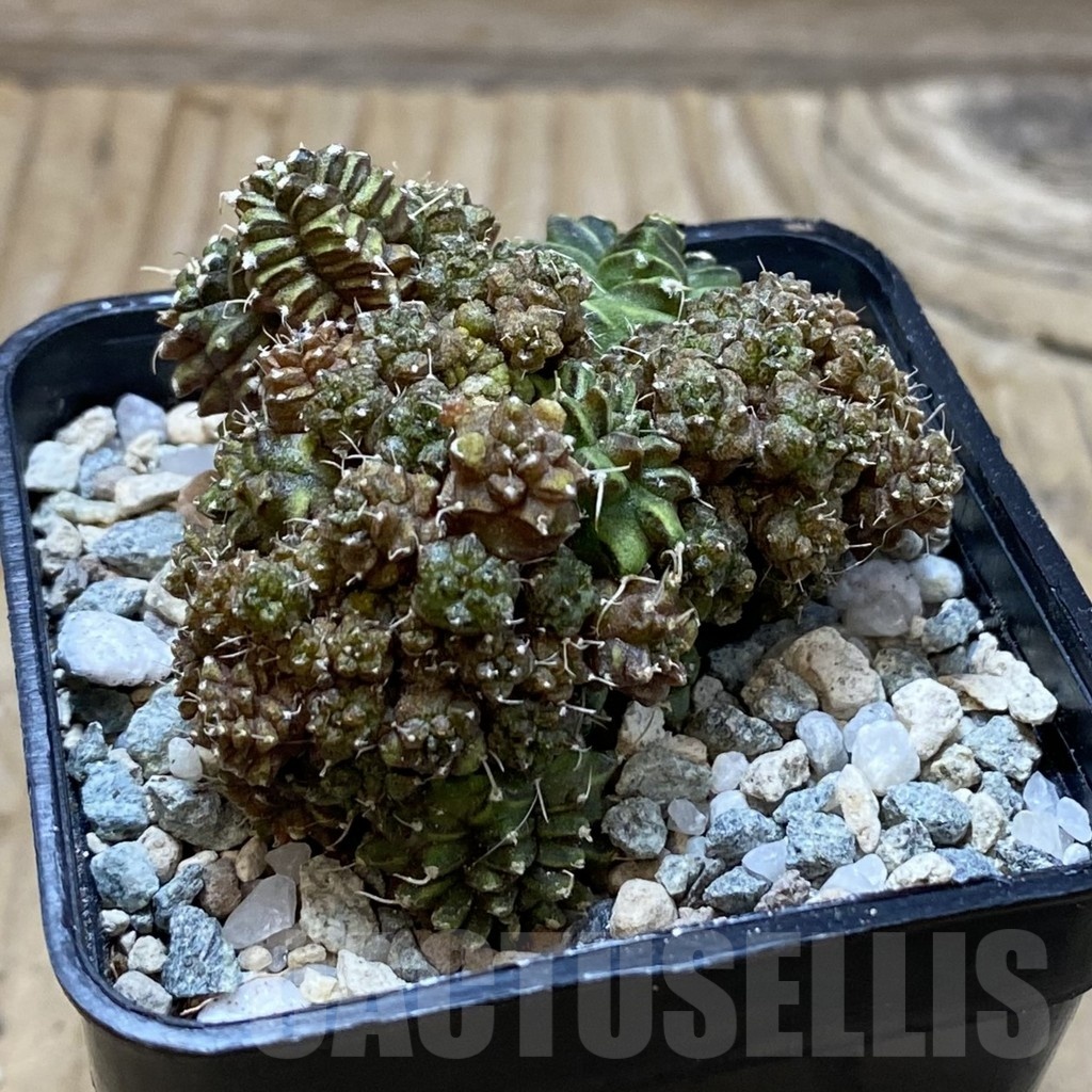 SH20507 Gymnocalycium mihanovichii ‘Green Crocodile’ - Image 2