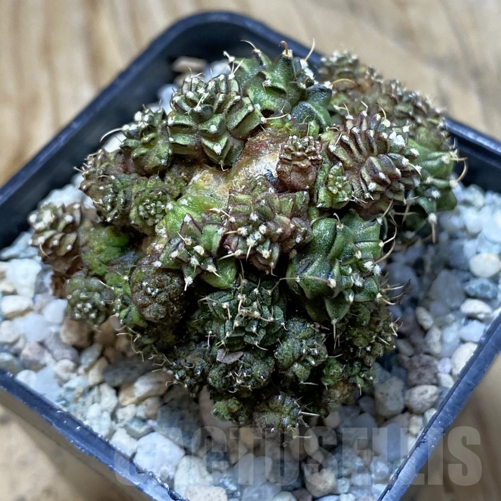 SH20508 Gymnocalycium mihanovichii ‘Green Crocodile’