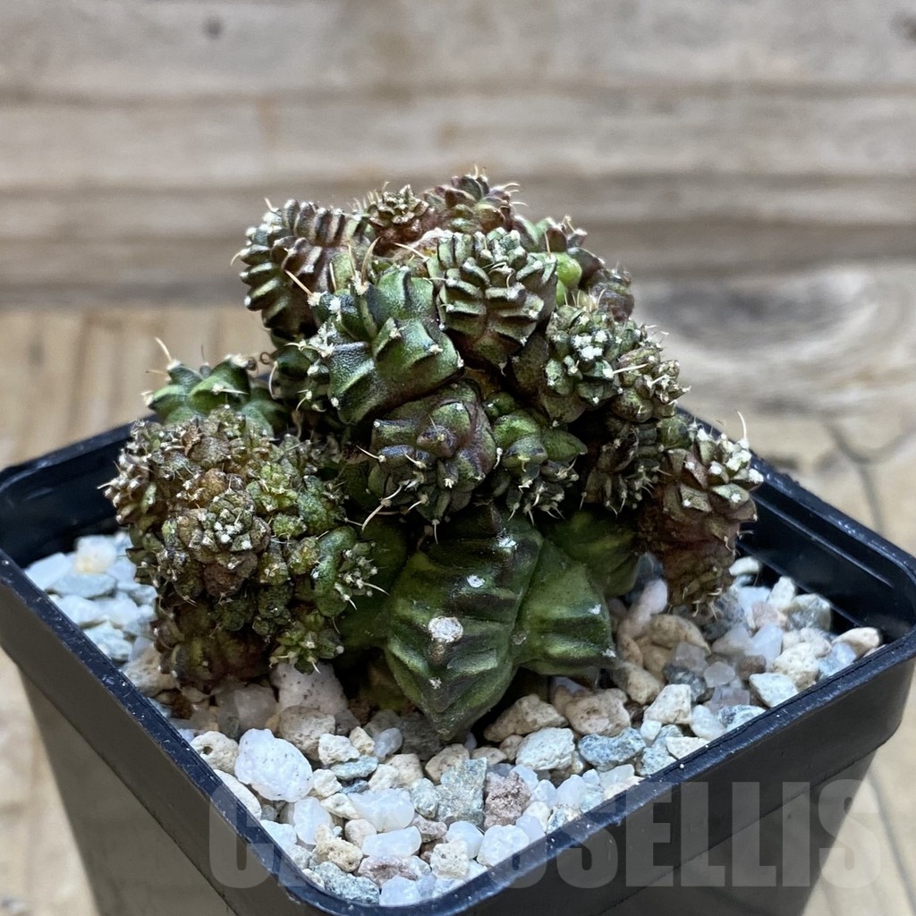 SH20508 Gymnocalycium mihanovichii ‘Green Crocodile’ - immagine 2