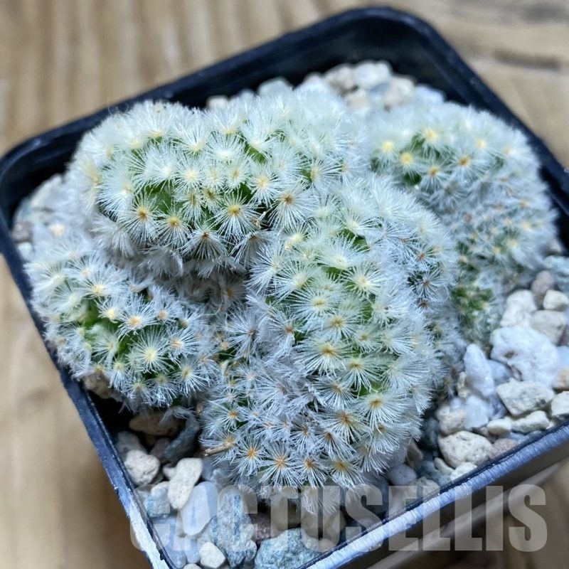 SH20458 Mammillaria carmenae f. cristata
