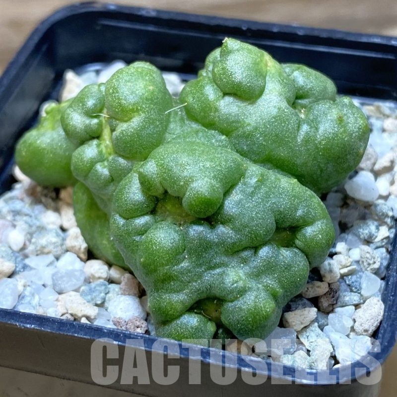 SH20509 Mammillaria spinosissima ‘Un Pico’  f. monstrosa