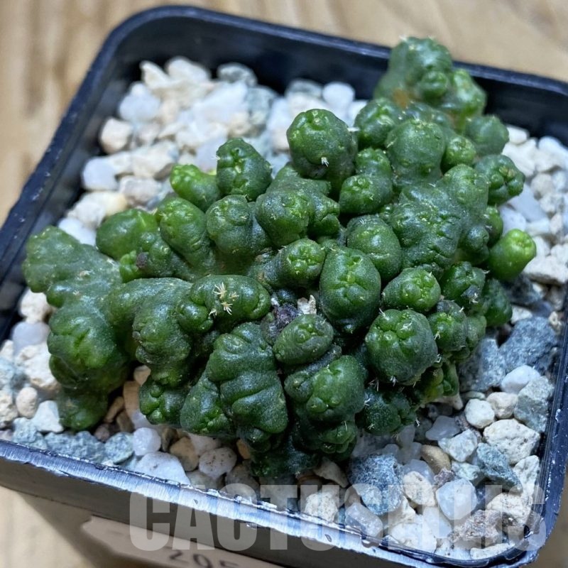 SH20510 Coryphantha elephantidens f. monstrosa