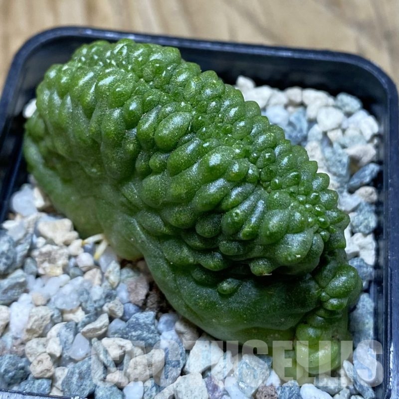 SH20511 Mammillaria spinosissima ‘Un Pico’ f. monstrosa cristata