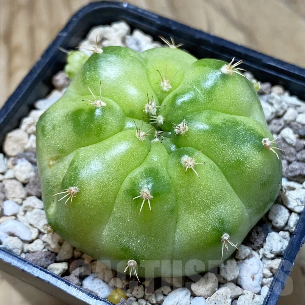 SH20513 Gymnocalycium mihanovichii ‘Green Marble’