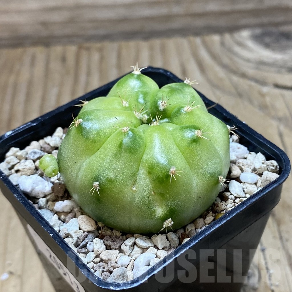 SH20513 Gymnocalycium mihanovichii ‘Green Marble’ - Image 2