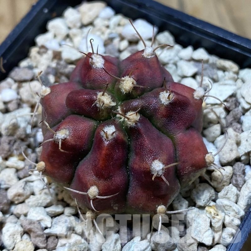 SH20515 Gymnocalycium mihanovichii 'Deadpool'