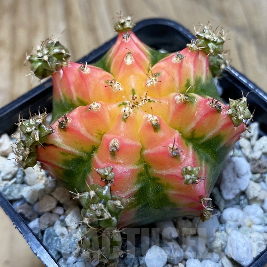 SH20516 Gymnocalycium mihanovichii ‘French Fuchsia’