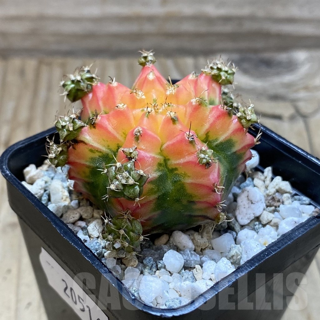 SH20516 Gymnocalycium mihanovichii ‘French Fuchsia’ - Image 2