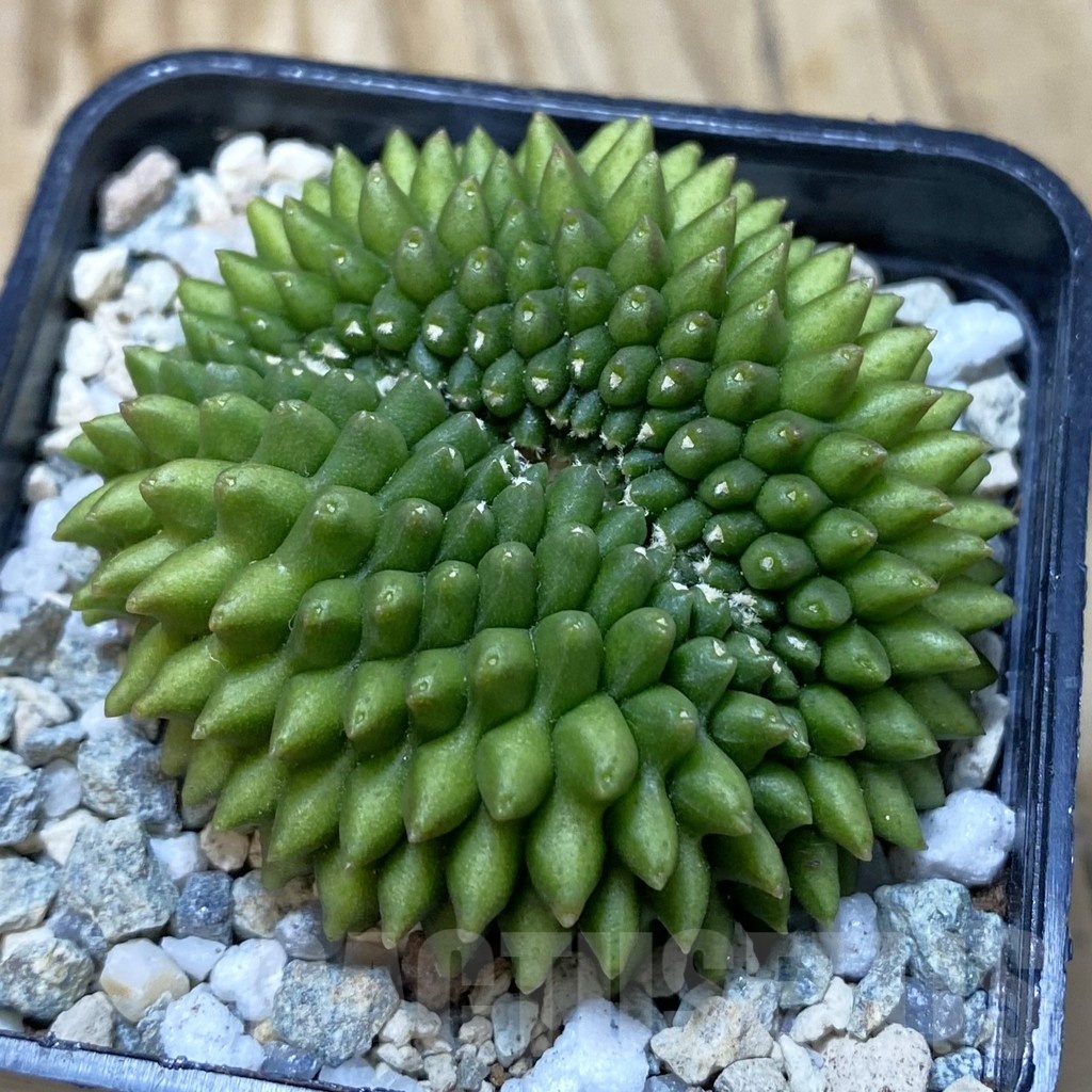 SH20517 Gymnocalycium mihanovichii ‘inermis’ f. cristata