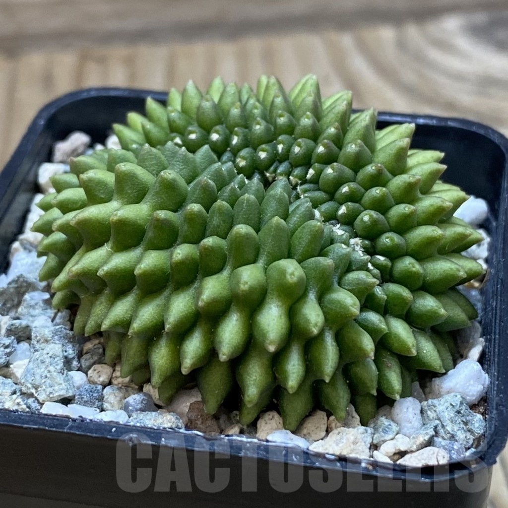 SH20517 Gymnocalycium mihanovichii ‘inermis’ f. cristata - Image 2