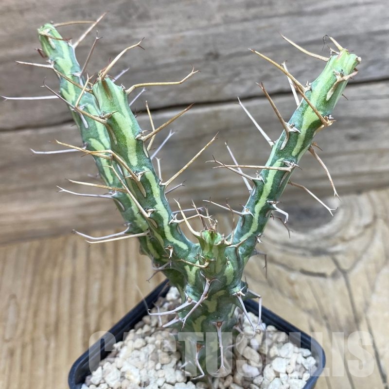 SH20453 Euphorbia schizacantha