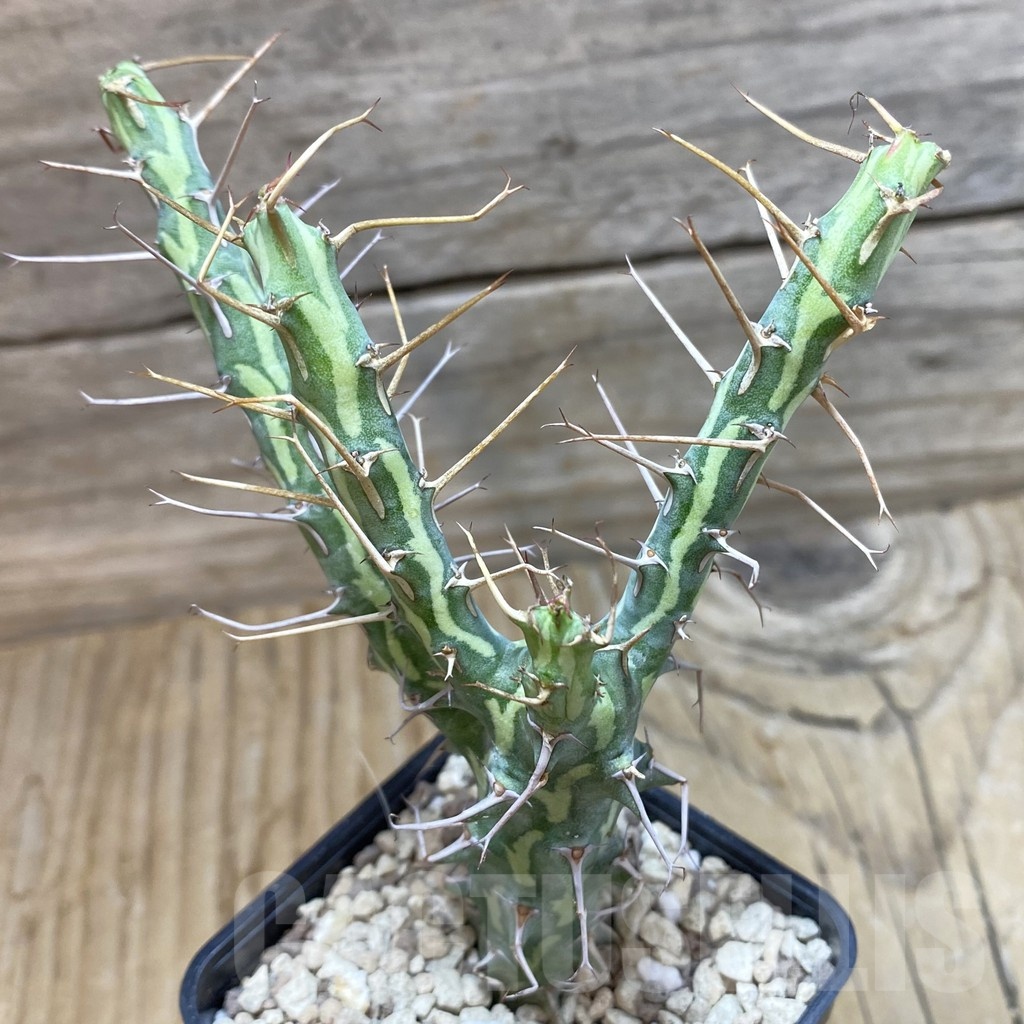 SH20453 Euphorbia schizacantha