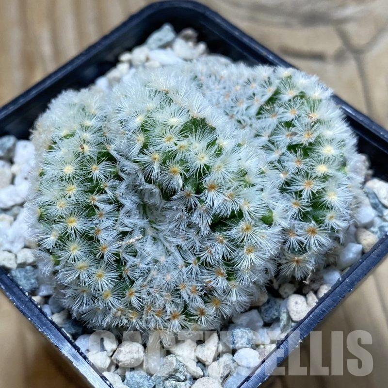 SH20459 Mammillaria carmenae f. cristata