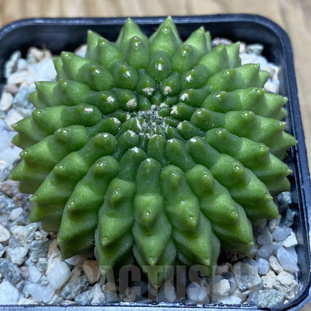 SH20519 Gymnocalycium mihanovichii ‘inermis’