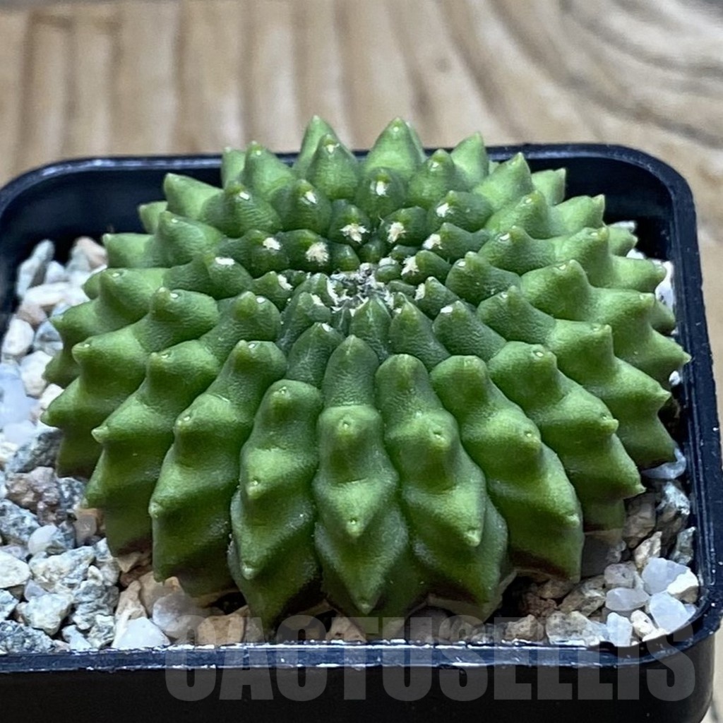 SH20519 Gymnocalycium mihanovichii ‘inermis’ – Image 2