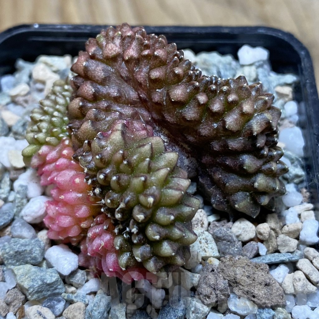 SH20520 Gymnocalycium mihanovichii f. cristata variegata - Image 2