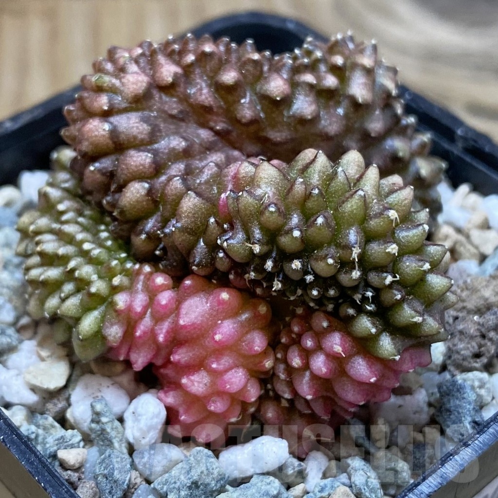 SH20520 Gymnocalycium mihanovichii f. cristata variegata