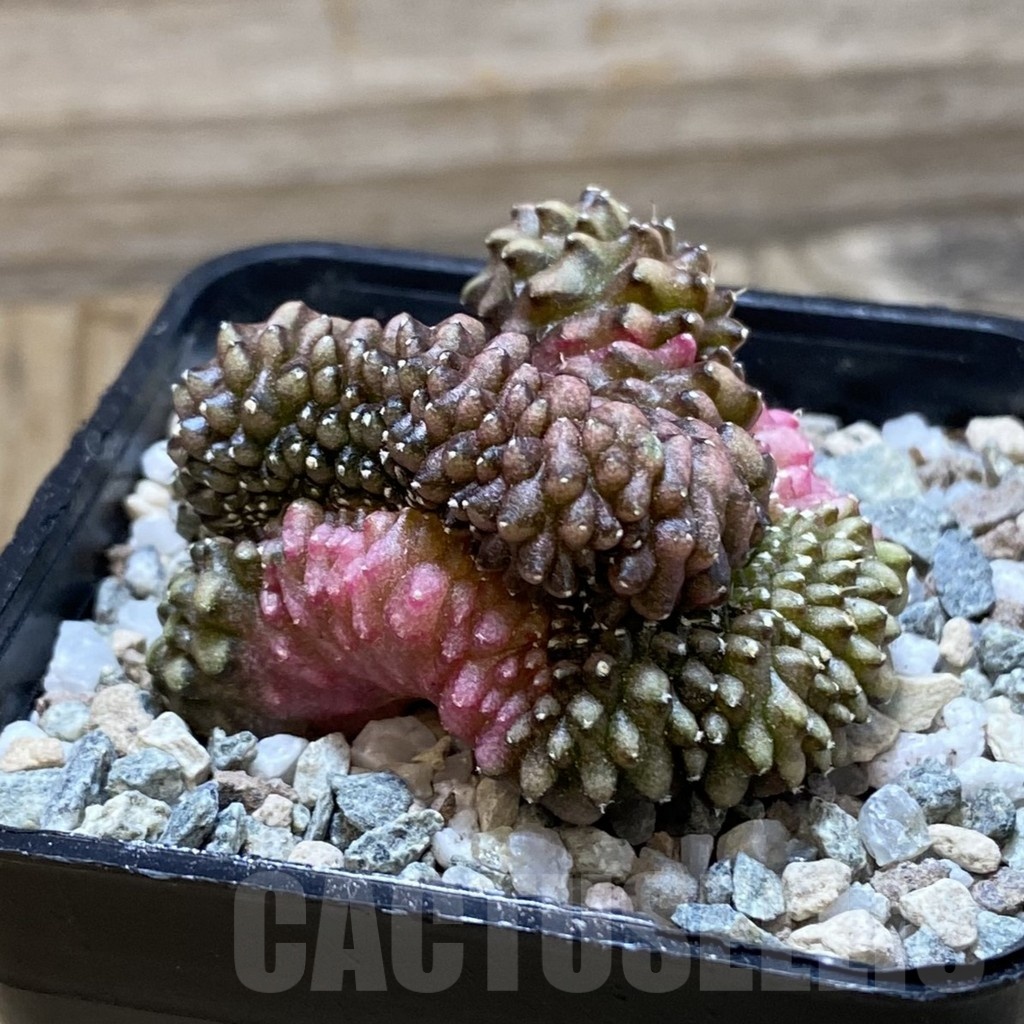 SH20520 Gymnocalycium mihanovichii f. cristata variegata - Image 3