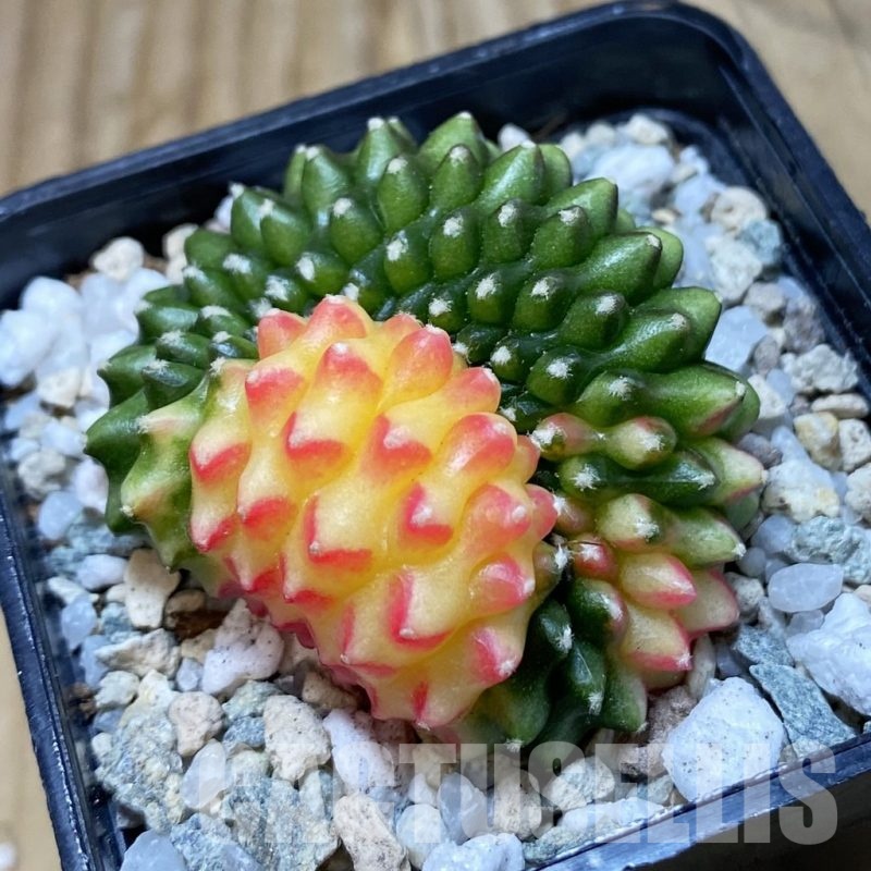 SH20521 Gymnocalycium mihanovichii ‘inermis’ cristata f. variegata