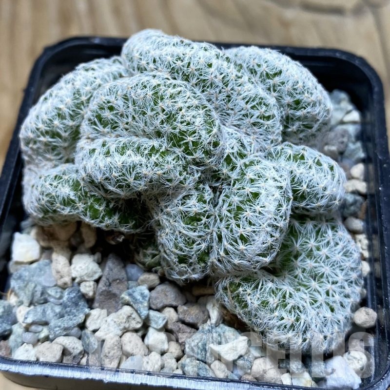 SH20460 Mammillaria humboldtii f. cristata