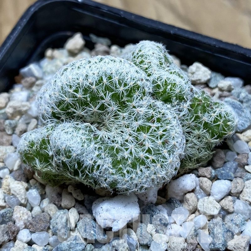 SH20461 Mammillaria humboldtii f. cristata