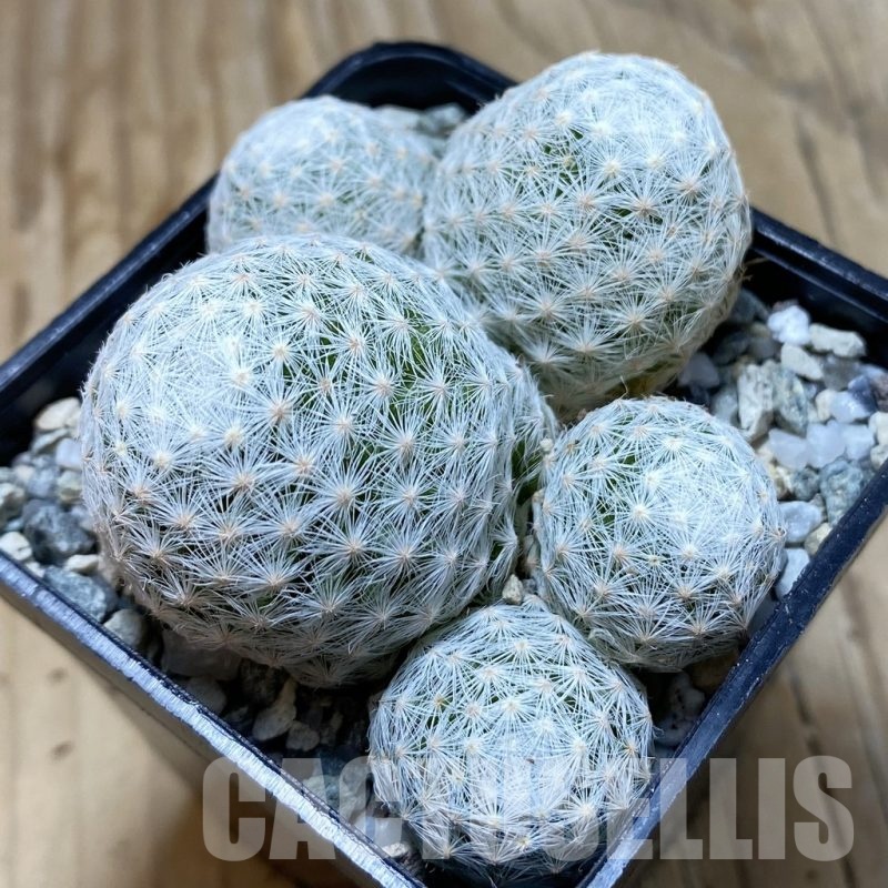 SH20462 Mammillaria humboldtii v. caespitosa