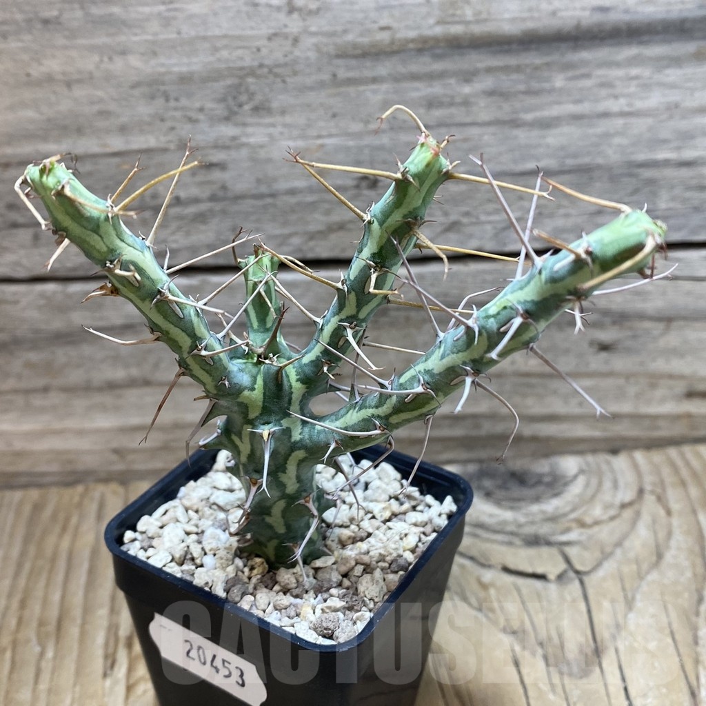 SH20453 Euphorbia schizacantha - Image 2