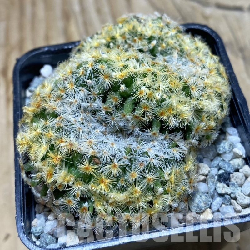 SH20464 Mammillaria schiedeana f. cristata