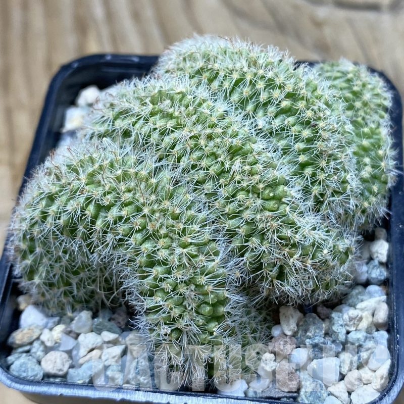 SH20465 Mammillaria spinosissima rubrispina f. cristata