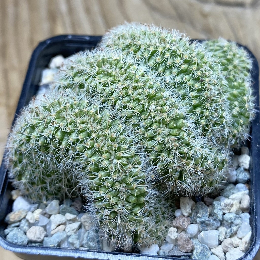 SH20465 Mammillaria spinosissima rubrispina f. cristata