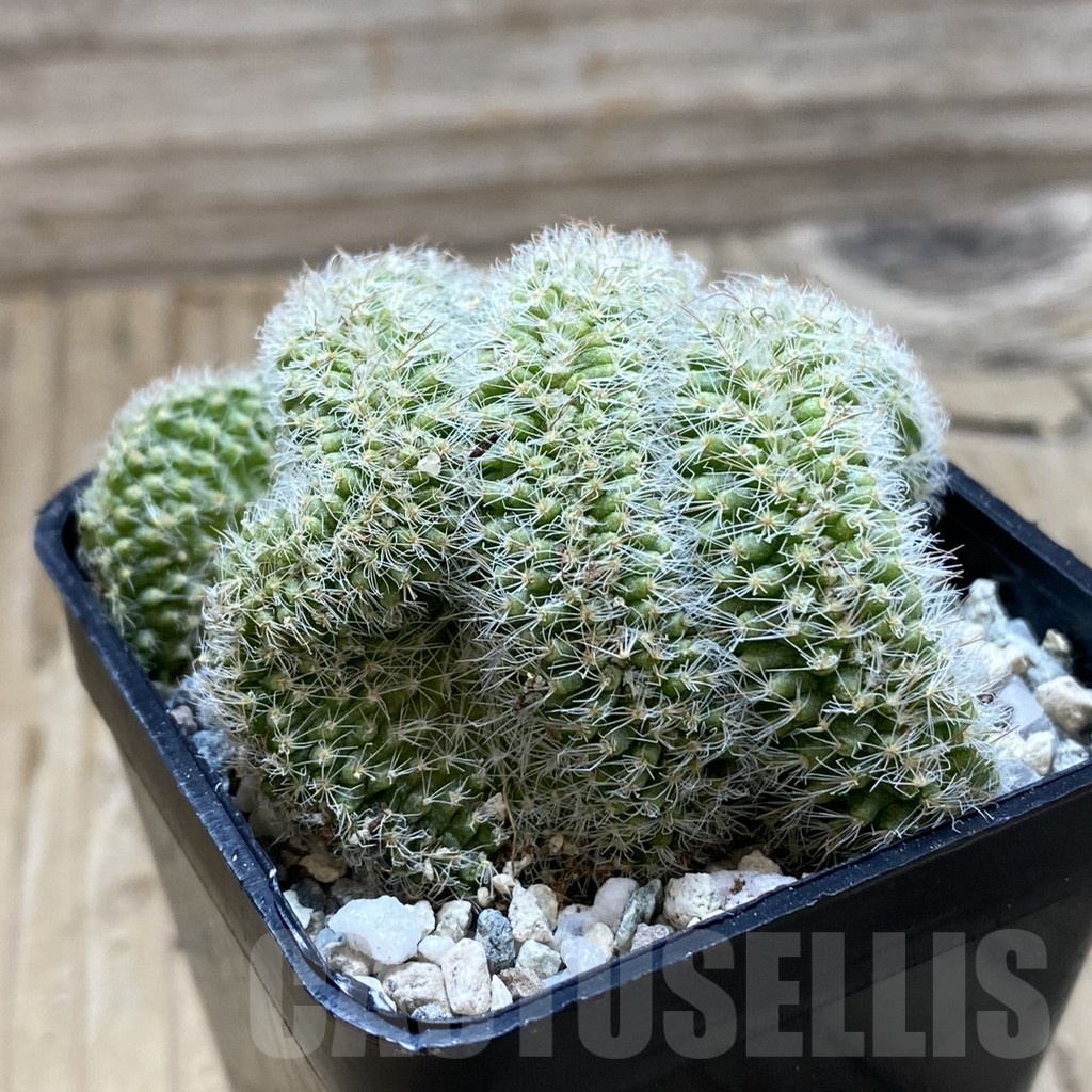 SH20465 Mammillaria spinosissima rubrispina f. cristata - Image 2