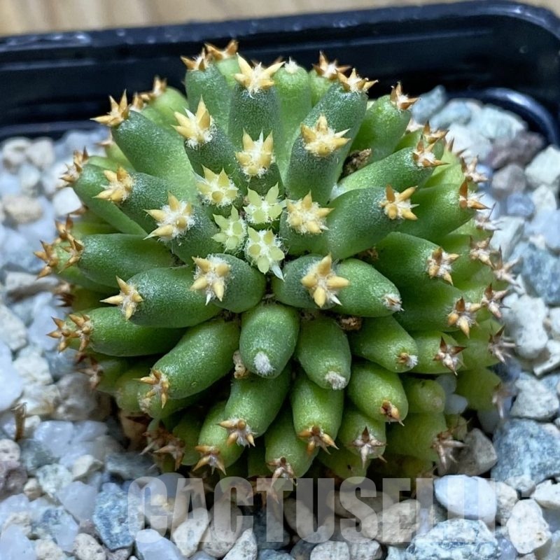 SH20466 Mammillaria camptotricha ‘Bru’