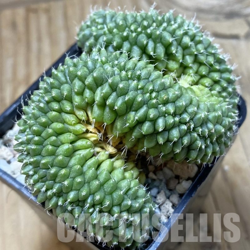SH20467 Mammillaria bucareliensis f. cristata