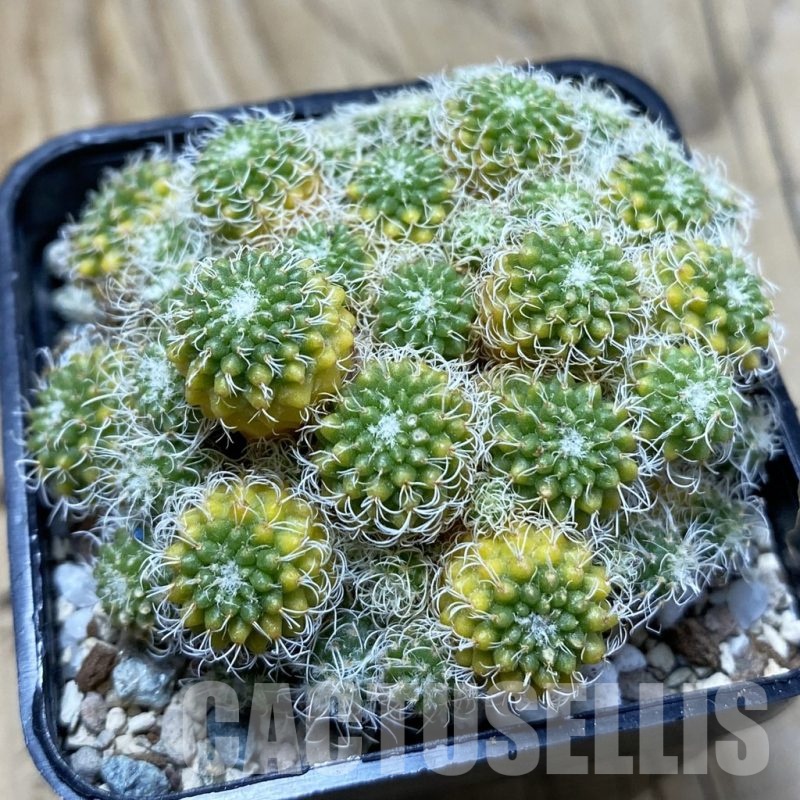 SH20468 Turbinicarpus horripilus f. monstrosa