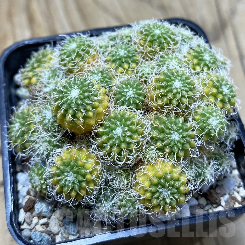 SH20468 Turbinicarpus horripilus f. monstrosa